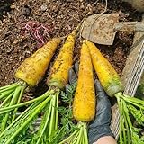 möhren samen - gemüsesaat balkon garten saatgut gemüse gemüsepflanzen kräutersamen topfpflanzen draußen winterhart bohnenkraut pflanze möhren exotische pflanzen winterhart 85pcs