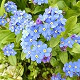 Alpen-Vergissmeinnicht Samen Wildblume Myosotis alpestris Indigo Blaue Wiesenblumen 1000 Samen