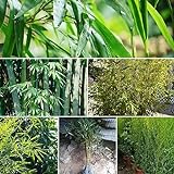 400 pcs bambus pflanzen winterhart samen - geschenke garten,Fargesia spathacea, immergrüne pflanzen winterhart kübelpflanzen winterhart mehrjährig gartenpflanzen bäume kaufen nachhaltigkeit