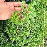 hirtentäschelkraut bio - samen Hirtentäschel samen hirtentäschelkraut bio saatgut gemüsesamen bonsai topf wintergemüse samen kräutersamen zimmerpflanze kräuter samen balkonpflanzen 160pcs