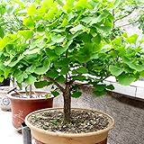 Haloppe 20 Stück Ginkgo Biloba-Gemüsesamen für die Hausgartenbepflanzung, Ginkgo Biloba-Samen, Bonsai-Topfpflanze, Landschaft, Hausgarten-Dekoration