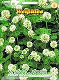 Chrestensen Weißklee , mehrjährig, eiweißreiche Futterpflanze, halb- und ganzjährigen Gründüngung, Klee Gründünger