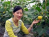 Seltene Kürbiskerne Cucurbita Golddraht Kürbis Non-GMO Gemüse Hausgarten Bonsai Seed Climbing Zierpflanzen 10 PC/bag 10 : Seeds Only