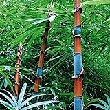 Haloppe 100 Stück Moso-Bambus-Pflanzensamen für die Hausgartenbepflanzung, schwarz-violett-grün, Phyllostachys pubescens Moso-Bambus-Samen, Gartenpflanzen Tinwa