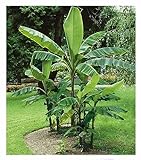 BALDUR Garten Winterharte Bananen 'grün', 4 Pflanzen Faserbanane Bananenbaum Musa basjoo Bananenpflanze, mehrjährige winterharte Staude, Früchte essbar