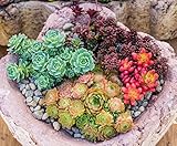 Sedum Mischung - min. 300 Samen