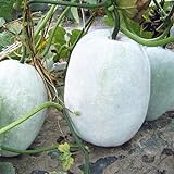 NO-GMO 45 Samen, Winter Melone Wachs Kürbis Samen, Chinesische Gemüse Garten Erboom Samen