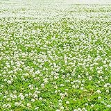 Haloppe 100 Stücke Dutch Clover Blumen Pflanzensamen für die Bepflanzung des Hausgartens, White Dutch Clover Seeds Garden Balcony Bonsai Flower Plant Holländische Kleesamen