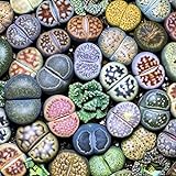 ZHOUBAA Samen zum Pflanzen, 100 Stück Lithops seltene lebende Steine, Sukkulenten, Garten, Bonsai, Balkon, Dekoration – Sukkulenten