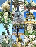 Yucca Mix, Rare Palm Tree Exotic Agave Aloe Flower Succulent Mixed Seed 15 Seeds