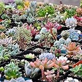 PERZOE 600 Stück gemischte Sukkulentensamen, Lithops Rare Living Stones Bonsai-Hausgartenpflanze Sukkulenten Samen 600 Stück