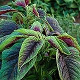 Red Callaloo Amaranth Seeds (~50-100): Certified Organic, Non-GMO Heirloom Packet : Only seeds