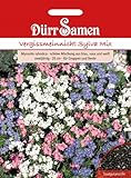 Vergissmeinnicht Samen Sylva Mix Vergissmeinnichtsamen ca 100 Korn Farbmix Saatgut Garten Hochbeet Kübel Beete Blumenkästen Dürr Samen
