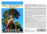 Seedeo® Berg - Mammutbaum (Sequoia. giganteum) 50 Samen
