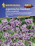 Verbena bonariensis Argentinisches Eisenkraut