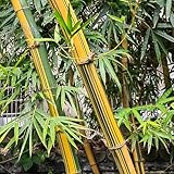 bambus samen schnellwachsend pflanzen deko, baumsamen bamboo bambus pflanze winterhart topfpflanzen draußen winterhart grünpflanzen zimmerpflanzen samen minigarten hochbeet samen 90pcs