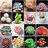 500 Stücke Sukkulenten Samen Winterhart, Sukkulenten Samen Outdoor, Sukkulenten Echte Pflanzen, Hochbeet Samen, Gartendeko Für Draußen Pflanzen Aufzucht, Grünpflanzen Succulent Plants,