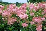 Mädesüss, rosarot (Filipendula purpurea) 15 Samen