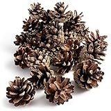 GARDIGO® Kiefernzapfen - ca. 80 Stück | Füllmaterial für Insektenhotel | Tannenzapfen zum Basteln von Weihnachtsdeko Herbstdeko | Christbaumschmuck Adventskranz Deko | Bastelmaterial Bastelbedarf