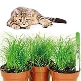 mgc24 Katzengras Cyperus zumula - Echtes Zyperngras im 12er Topf, fertig gewachsen ca. 20cm hoch - 3er Set