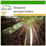 SAFLAX - Küsten - Mammutbaum - 50 Samen - Mit keimfreiem Anzuchtsubstrat - Sequoia sempervirens