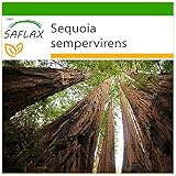 SAFLAX - Küsten - Mammutbaum - 50 Samen - Mit keimfreiem Anzuchtsubstrat - Sequoia sempervirens