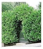 BALDUR Garten Kirschlorbeer Hecke, 10 Pflanzen Prunus laurocerasus winterhart und immergrün, blickdichter Sichtschutz, mehrjährig, Prunus laurocerasus