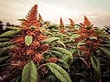 Seeds Certified Organic Seeds Giant Chinese Orange Amaranth (1 ounce ~ 28,000 seeds)
