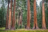 50 X Samen Riesenmammutbaum Sequoiadendron giganteum Redwood Saatgut Mammut Baum