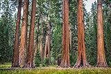 100 X Samen Riesenmammutbaum Sequoiadendron giganteum Redwood Saatgut Mammut Baum