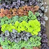 50 Pcs Heuchera Purpurglöckchen Samen - Blumenwiese Samen Mehrjährig, Herbst Deko Wiesensaatgut, Garten Geschenk, Schattenpflanzen Saatgut Blumenbeet, Exotische Pflanzen Winterhart