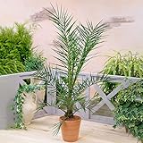 Gardener's Dream Phönix Canariensis Kanarische Dattelpalme - Exotische Palme für den Außenbereich, Winterhart, Palmen für Garten, Terrasse und Balkon, Winterharte Palmen im 19 cm Topf