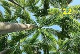 Palmendünger, Freilandpalmendünger, geeignet für frostgeschädigte Palmen! 22KW-natur 3KG