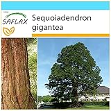 SAFLAX - Geschenk Set - Berg - Mammutbaum - 50 Samen - Mit Geschenk- / Versandbox, Versandaufkleber, Geschenkkarte und Anzuchtsubstrat - Sequoiadendron gigantea