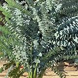 150 pcs eukalyptus baum samen kaufen - balkonpflanzen extrem winterharte kübelpflanzen eukalyptusbaum, immergrüne pflanzen winterhart exotische zimmerpflanzen hochbeet für balkon baumsamen