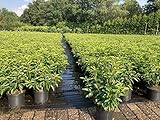 5st. Portugiesischer Kirschlorbeer 40-60cm XXL Buschig im Topf Kirschlorbeer Prunus lusitanica 'Angustifolia' Lorbeer Gartenhecke Sichtschutz