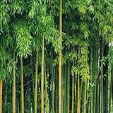 60 pcs bambus pflanze samen - Bamboo - bonsai baum, samen zimmerpflanzen, bambus samen balkon stauden winterhart, balkon pflanzen bonsai samen, hochbeet balkon baumsamen, garten geschenke