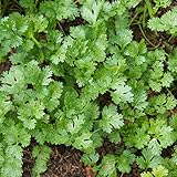petersilie samen - pflanzensamen büropflanzen petersiliensamen mehrjährig winterharte pflanzen für garten bio saatgut kräutergarten balkon pflanzen winterhart draußen kräuter samen 100pcs
