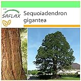 SAFLAX - Berg - Mammutbaum - 50 Samen - Sequoiadendron gigantea