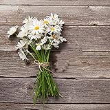 gänseblümchen samen - zimmerpflanzen bodendecker winterhart mehrjährig gänseblümchen samen für rasen saatgut blumensamen garden balkon deko sommerblumen samen 300pcs