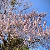 200 pcs paulownia baum samen - bonsai, bodendecker samen winterhart winterharte stauden mehrjährig, pflanzen winterhart bonsai baum, samen zimmerpflanzen pflanzen samen indoor, topfpflanzen