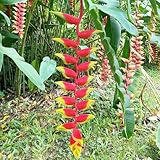 heliconia rostrata samen flower seeds bienenfreundliche blumensamen kräuter samen kräutersamen saatgut mehrjährig winterhart pflanzensamen zimmerblumen pflanzen topf 300pcs