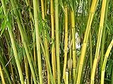 Winterharter Riesen Bambus 500 Samen (Bis zu 35 Meter Hoch)