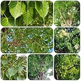 Ficus religiosa pflanze - samen steingartenpflanzen winterhart indoor garten hochbeete für garten balkon pflanze bonsai topf zimmerpflanze winterharte pflanzen für garten grünpflanzen 80pcs