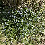 Veronica-Samen, Vergissmeinnicht-Samen, samen anzucht，einfach zu Pflanzen pflanzen garten，dekoration wohnzimmer gartenpflanzen winterhart mehrjährig，pflanzen für draußen blumenwiese 400pcs
