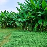 bananenbaum pflanzen - samen säulenobstbäume balkon deko obst samen bananenbaum winterhart bäume garten winterhart bio saatgut säulenobst bananenpflanze samen bananenpflanzen bonsai 25pcs