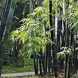 10 pcs bambus pflanze samen - Bamboo - geschenk garten, steingartenpflanzen winterhart, bambus samen balkon bonsai baum echt, geschenke für gartenliebhaber bonsai samen, hochbeet