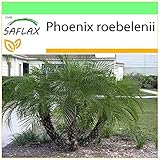 SAFLAX - Zwerg - Dattelpalme - 25 Samen - Phoenix roebelenii