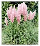 BALDUR Garten Rosa Pampasgras, 3 Pflanzen, Cortaderia Ziergras, winterharte Staude, mehrjährig, pflegeleicht, Wasserbedarf gering, blühend, Cortaderia selloana rosea