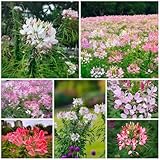 200 pcs spinnenpflanze samen balkonpflanzen winterharte kübelpflanzen, gartenpflanzen winterhart mehrjährig, blumenwiese samen Spinnenblumensamen, wildblumensamen mehrjährig winterhart,